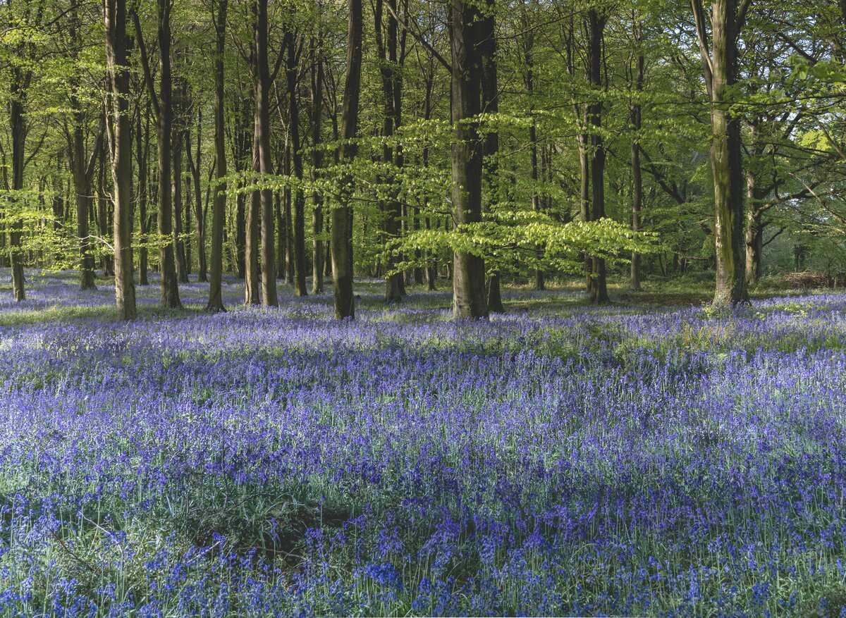 Bluebells